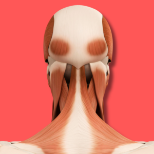 Link Between Brain And Throat Health anatomy