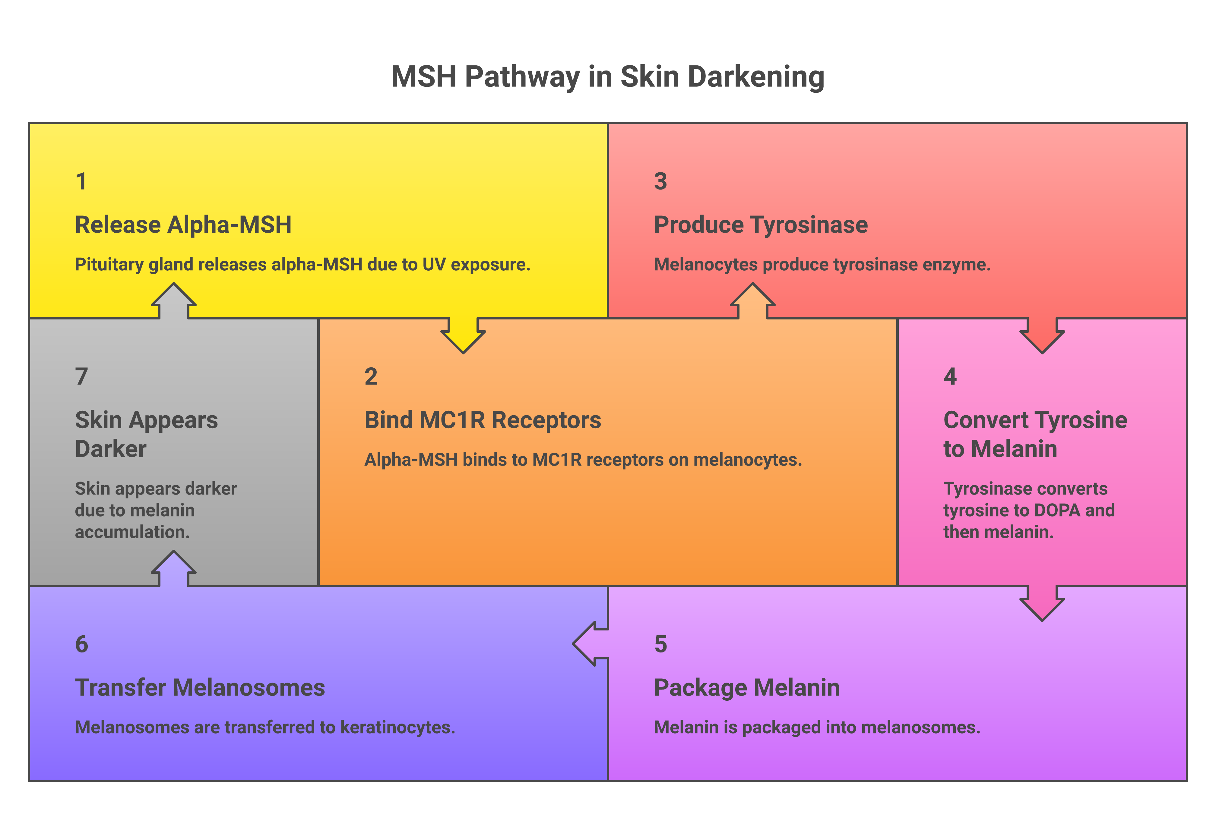 Scientific diagram of the seven-step MSH melanocyte-stimulating hormone pathway showing how UV exposure triggers melanin production and skin darkening