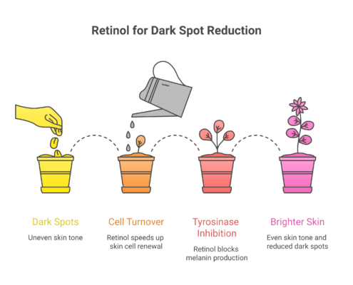 How retinol fades dark spots by increasing cell turnover at concentrations from 0.25 to 1 percent